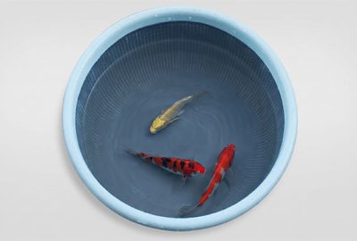 sơn chống thấm bể cá